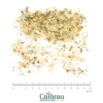 ACACIA fleur