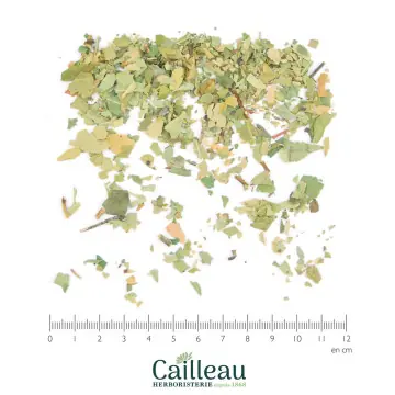 ARBOUSIER feuille coupé