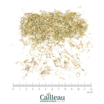RED SANDSPURRY aerial part cut