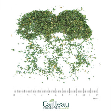 CERFEUIL feuille coupé