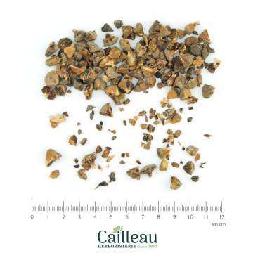 CYPRESS fruit-bearing cone...