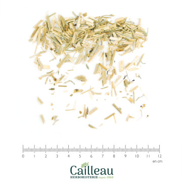HEDGE MUSTARD aerial part  cut