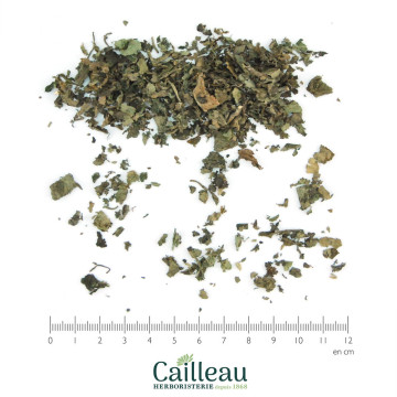 PATCHOULI leaf cut