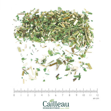 SOLIDAGE (GOLDEN VERGE)...
