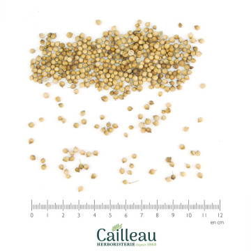 CORIANDER BIO