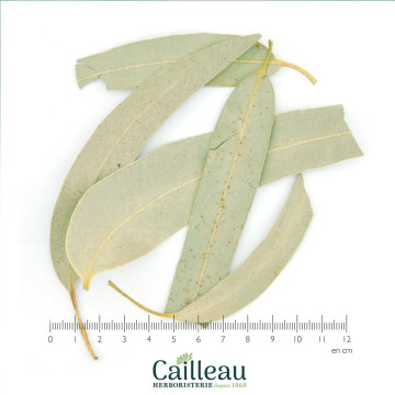 EUCALIPTO hoja larga entera