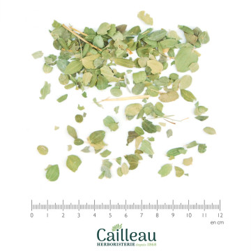 JUJUBIER feuille coupé
