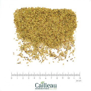 ALFALFA (LUZERNE) SEMILLA BIO