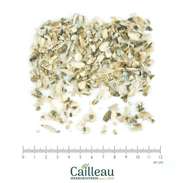 BURDOCK (GREATER) root cut