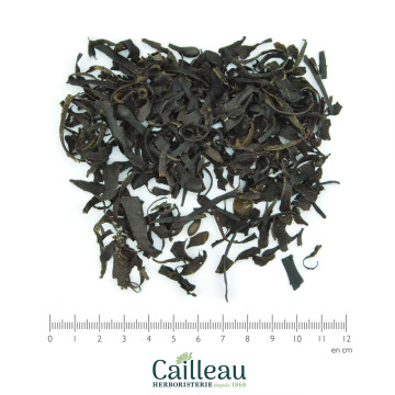 BLADDERWRACK (ROCKWEED),...