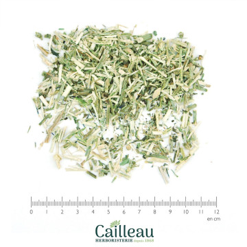 CHICORY aerial part cut