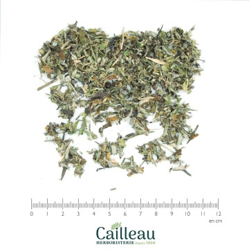 ARMOISE feuille coupé