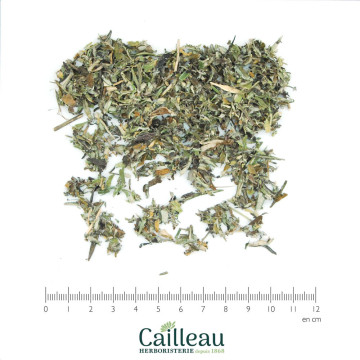 ARTEMISIA leaf cut
