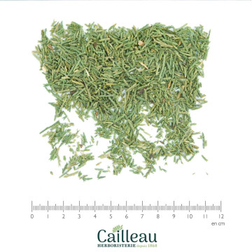 CYPRESS branch, FRANCE  cut