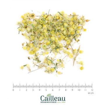 IMMORTELLE fleur jaune