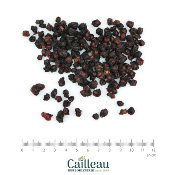 SCHISANDRA berry