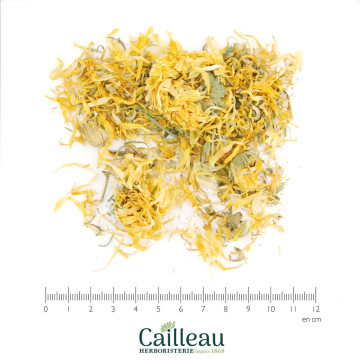 Flor de CALÉNDULA