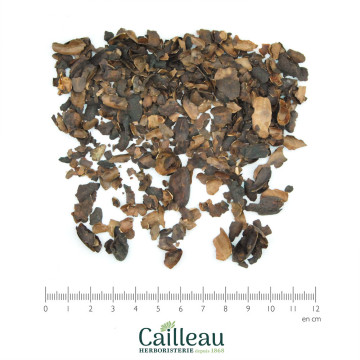 CACAO shell cut