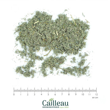 ROMAN WORMWOOD flowering...