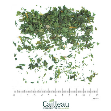 AIL DES OURS feuille coupé