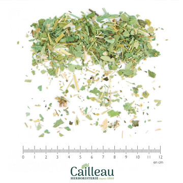 ALCHEMILLE VULGAIRE partie...