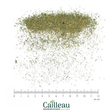 ANETH feuille coupé