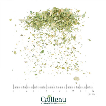 ANGELIQUE feuille FRANCE coupé