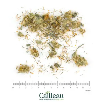 ARNICA HETEROTECA capitule...