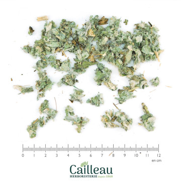 ARTICHAUT (CARDON) feuille...