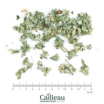 ARTICHAUT (CARDON) feuille...