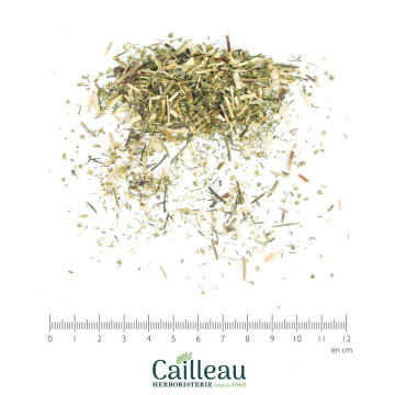 SOUTHERNWOOD aerial part cut