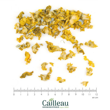 BOUILLON BLANC flor