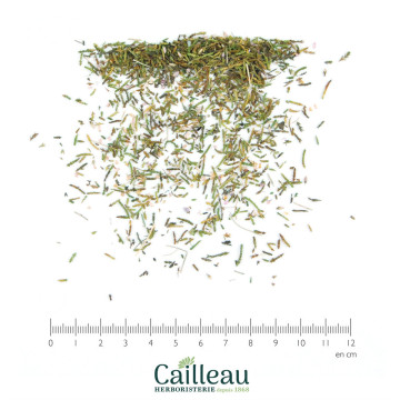 BRUYERE (CALLUNE) sumidad...