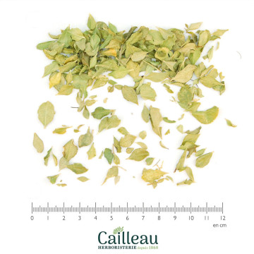 BUCHU feuille coupé
