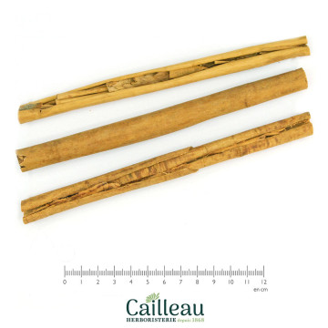 MANGUERA CEYLAN (18-20cm)