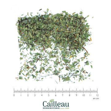 CAPILLAIRE VERT fronde coupé
