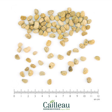 NASTURTIUM seed