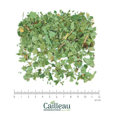 BLACKCURRANT leaf cut