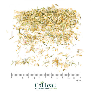 CENTAUREE PETITE sommité...