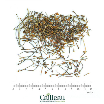 CERISIER pédoncule...