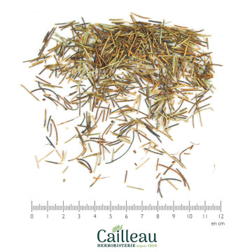 CERISIER pédoncule...