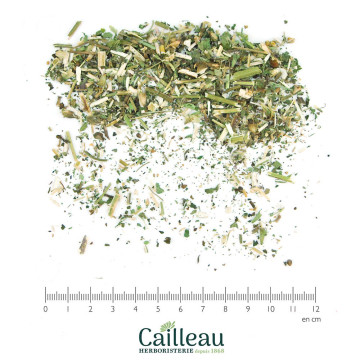 CHANVRE SAUVAGE (GALEOPSIS)...