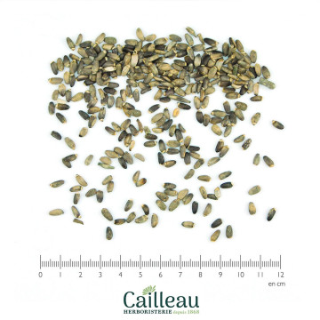 MILK THISTLE fruit