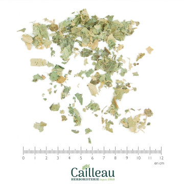 CHATAIGNIER feuille coupé