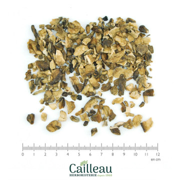 CHICORY root, FRANCE  cut