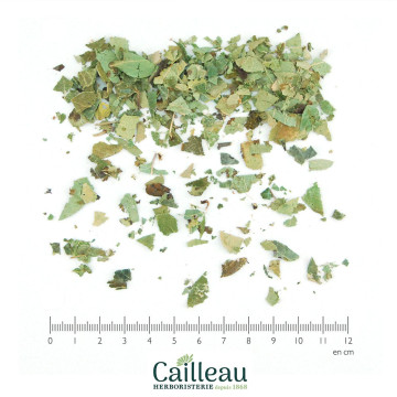 QUINCE leaf cut