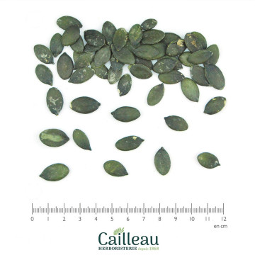 SQUASH seed