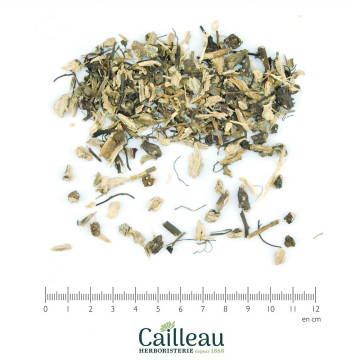 ECHINACEA root cut