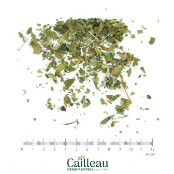 GYMNEMA SYLVESTRIS hoja...